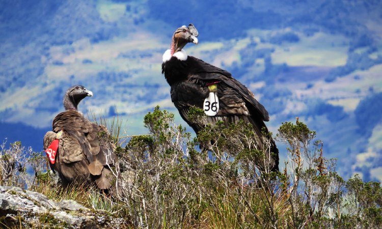 Primer censo del cóndor de los Andes mejorará los planes de conservación de la especie