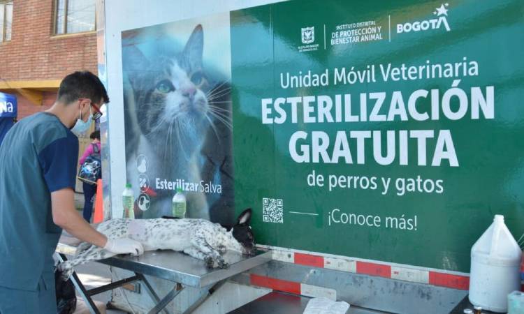 Aún hay turnos disponibles para que esterilice a su mascota gratis en Bogotá