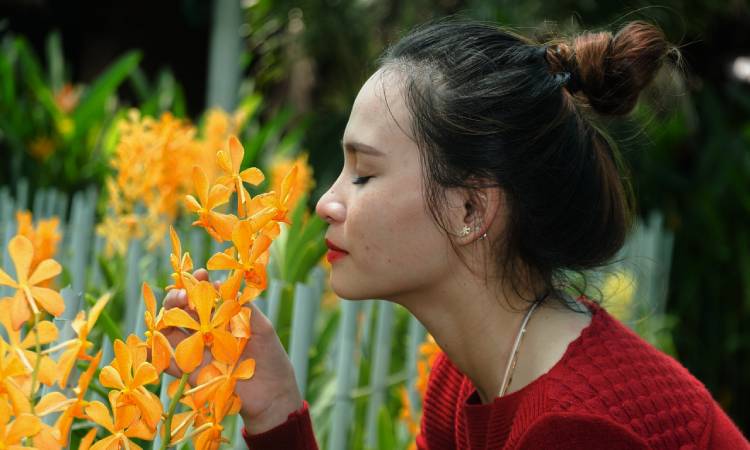 Descubren dos nuevas especies de orquídeas en Colombia