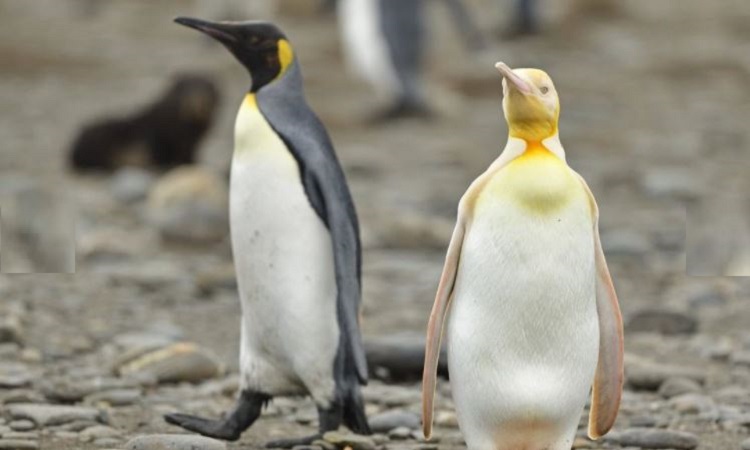 Por primera vez avistan un pingüino amarillo en la Antártida