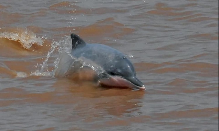 Científico descubre lo que sería una nueva especies de delfín de río