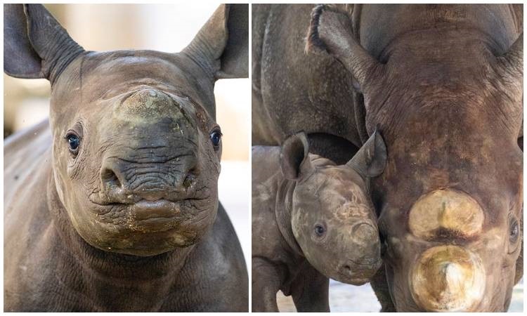 Increíble noticia: nace un rinoceronte negro en el Zoológico de Miami