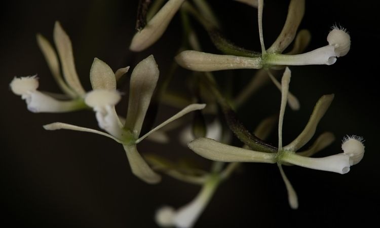 Descubren tres nuevas especies de orquídeas en el Pacífico colombiano