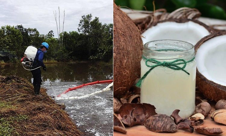 Colombiano crea sustancia con extractos vegetales que limpia los derrames de petróleo