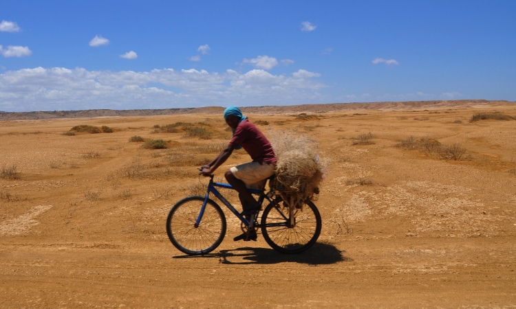 El frijol que está salvando a una comunidad indígena en el desierto de La Guajira