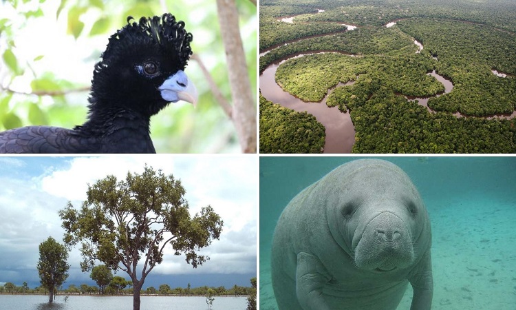 Colombia busca salvar 15 especies de la extinción con un gran proyecto ambiental