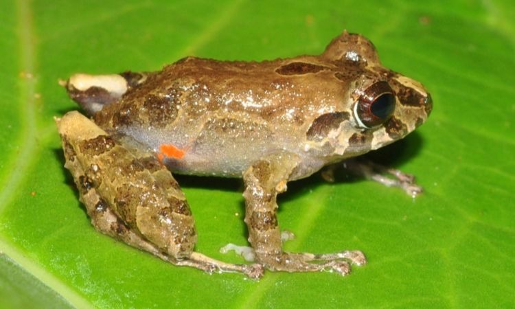 Descubren dos nuevas especies de ranas en el Valle del Cauca
