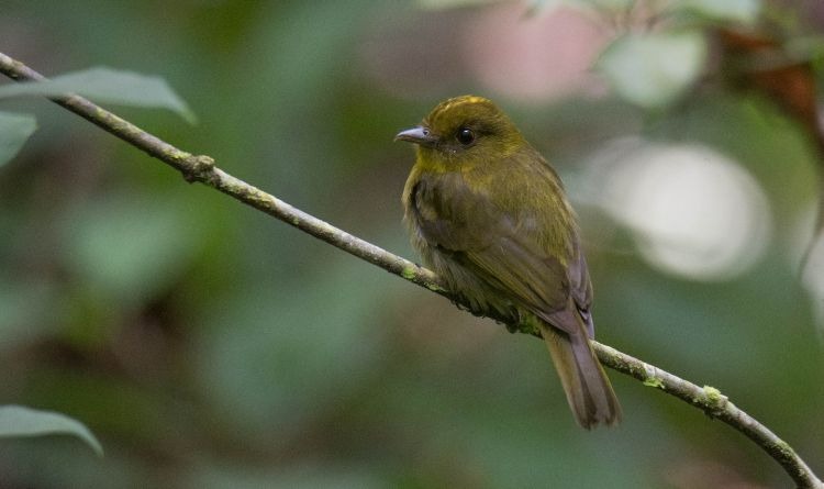 Hallan en Colombia 30 especies de aves nunca documentadas hasta ahora