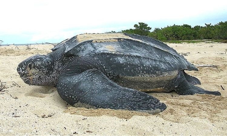 Restringen ingreso a playas en Chocó para proteger a la tortuga caná