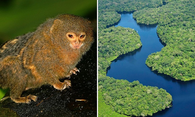 Encuentran en la Amazonía dos especies del mono más pequeños del mundo