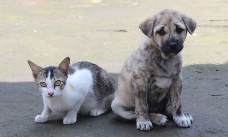 Avanza proyecto de ley para la creación de cédula para perros y gatos en Colombia