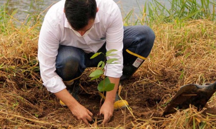 Cafeteros aportarán 1 millón de árboles nativos en reforestación de Colombia