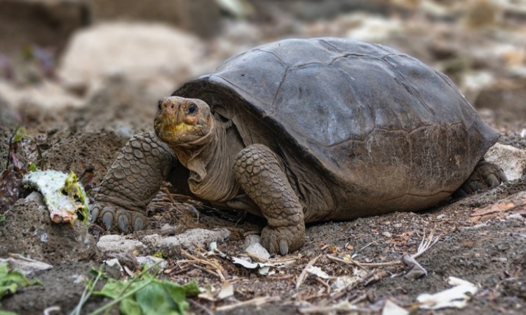 ¡Hallazgo histórico! Encuentran en Galápagos tortuga que se creía extinta hace 100 años