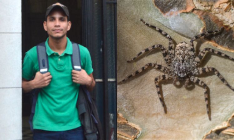 Biólogo guajiro descubre nueva especie de araña en el Caribe