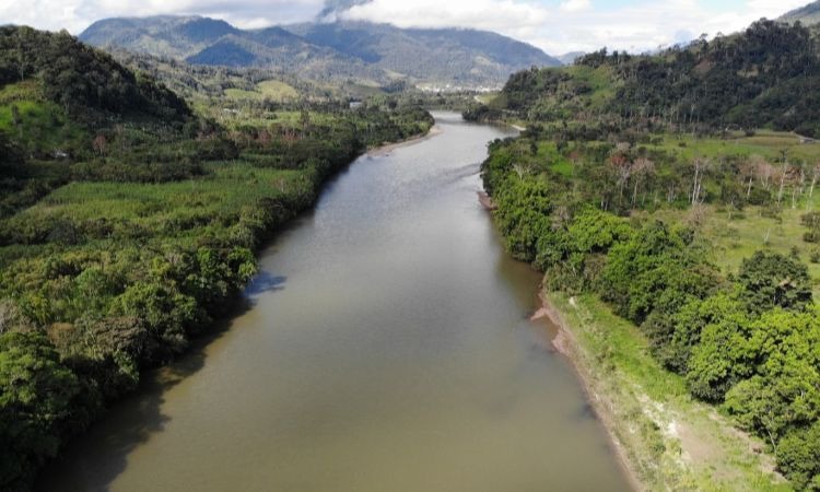 Sembrarán un millón de nuevos árboles en la Amazonía colombiana