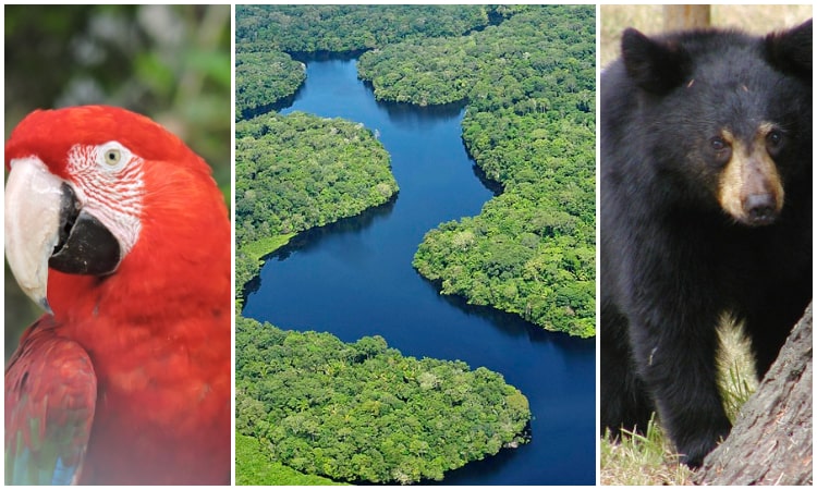 Colombia tiene una nueva ley que penaliza el tráfico de fauna y la deforestación