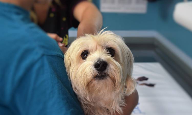 Mascotas pueden visitar a pacientes en hospital de Antioquia