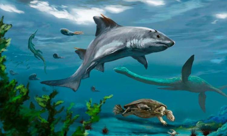 Descubren en Colombia el primer tiburón de dientes planos de América