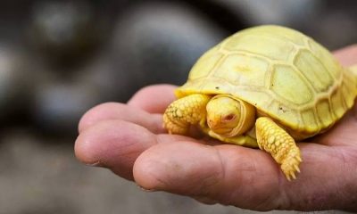 Nace la primer tortuga gigante albina en el mundo