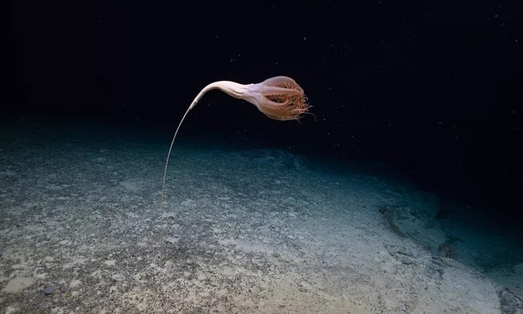 Extraña criatura con forma de flor fue vista en el fondo del Océano Pacífico