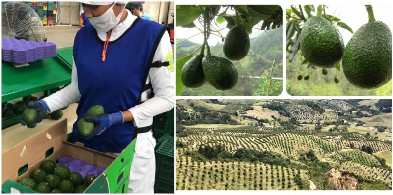 El oro verde: los departamentos que más cultivan aguacate en Colombia