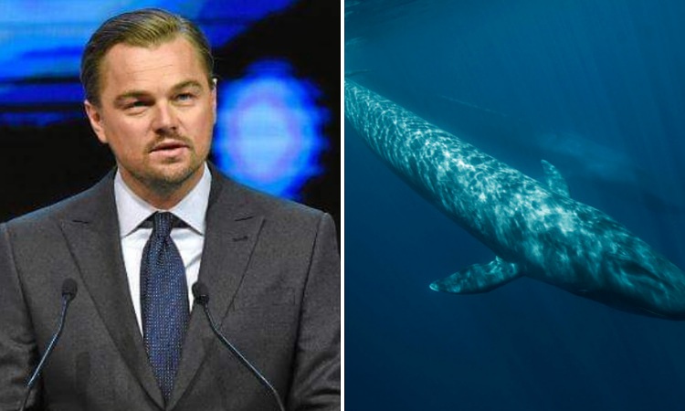 En su nuevo documental, Leonardo DiCaprio contará la historia de la ballena más solitaria del mundo