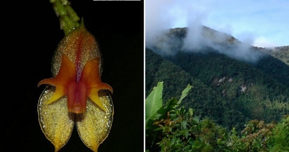 Descubren tres nuevas especies de orquídeas en el Valle del Cauca