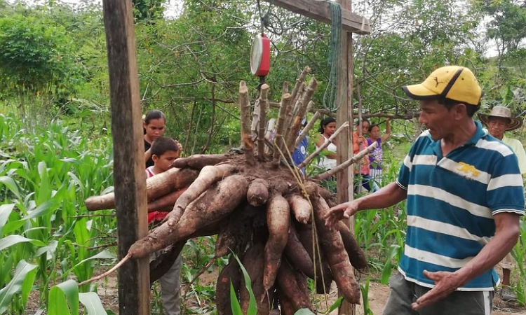 Campesino en Córdoba cultivó yuca gigante por segunda vez ¡Pesó 56 kilos!