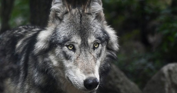 Dos especies diferentes de lobos serían los ancestros de los perros - La  Nota Positiva