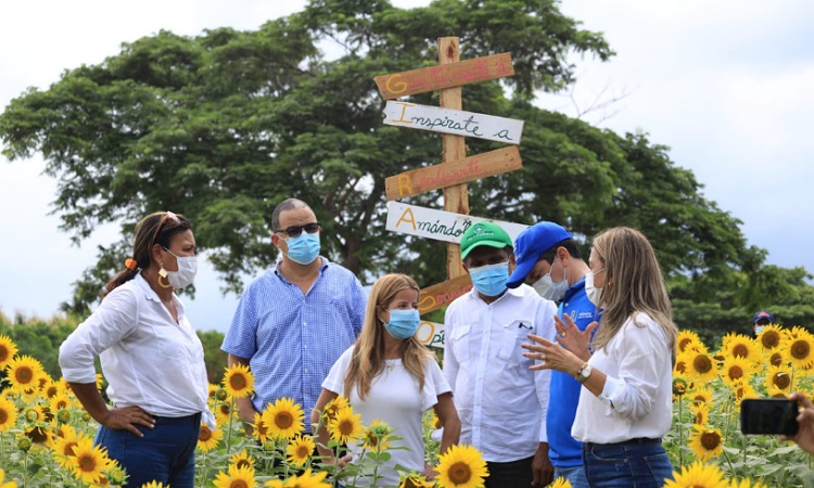Colombia tiene una nueva ruta agroturística, la de los campos de girasol