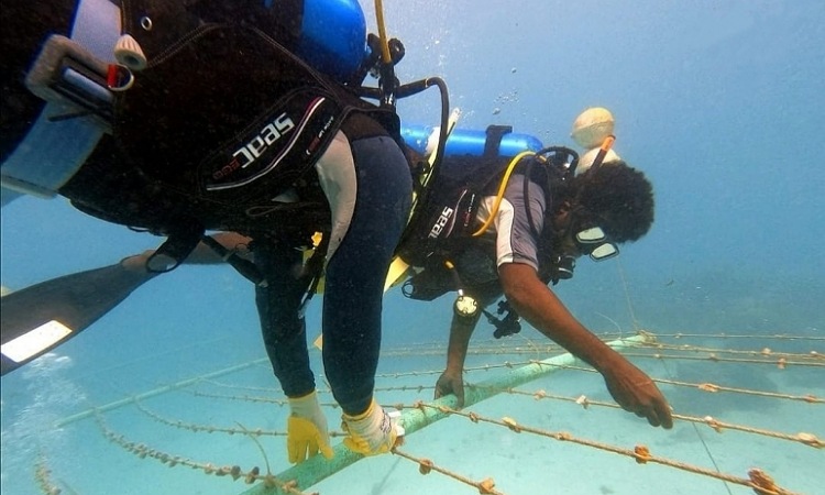 En San Andrés y Providencia cultivaron 13 mil colonias de corales en solo un año