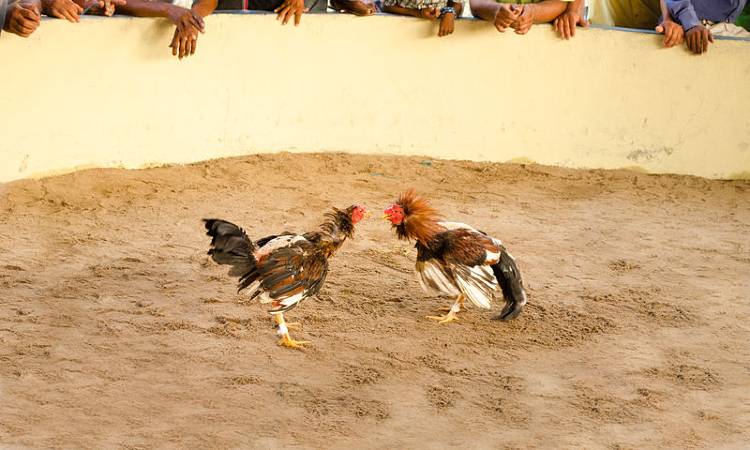 Con proyecto de ley, buscarán prohibir las peleas de gallos en Colombia