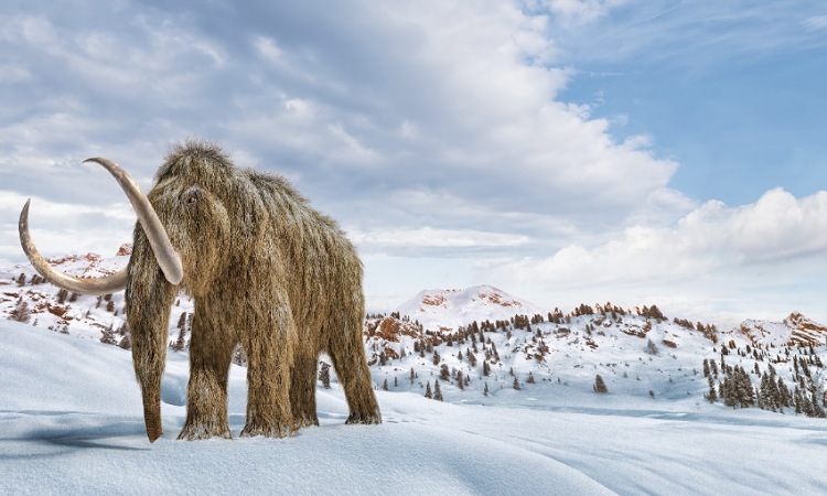 Científicos buscan resucitar mamuts para combatir el cambio climático