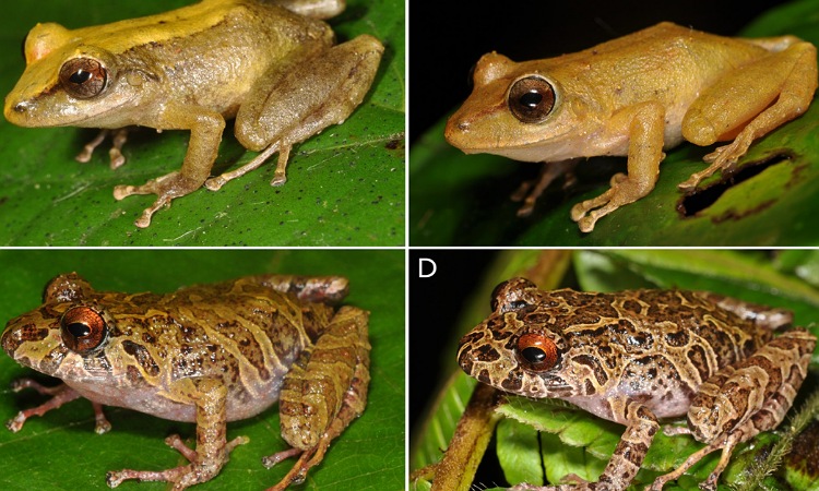 Dos nuevas especies de ranas fueron descubiertas en la Cordillera Central de Colombia