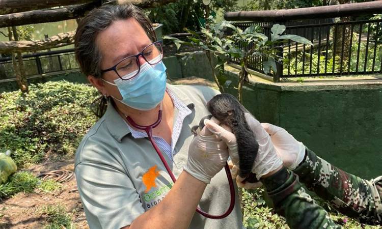 Oso perezoso nació en el Bioparque Los Ocarros: el nuevo huésped consentido