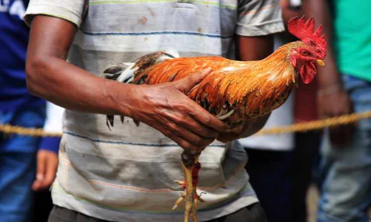 Aprueban proyecto que protege a las aves usadas en las peleas de gallos