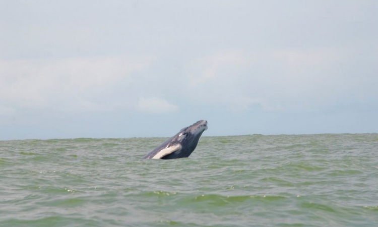 Las ballenas jorobadas están de paso por Colombia y en estos lugares las puedes ver
