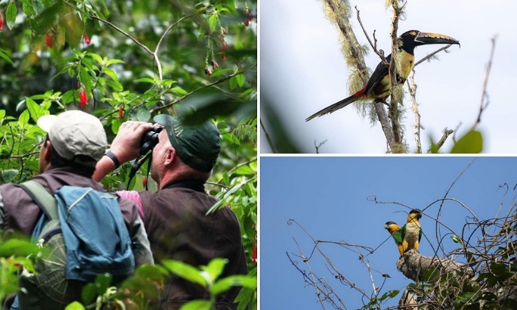 Colombia es campeón mundial de avistamiento de aves en el Global Big Day