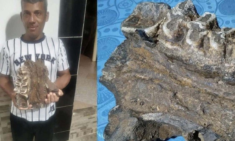 Campesino descubre restos fósiles de un mastodonte en el Atlántico