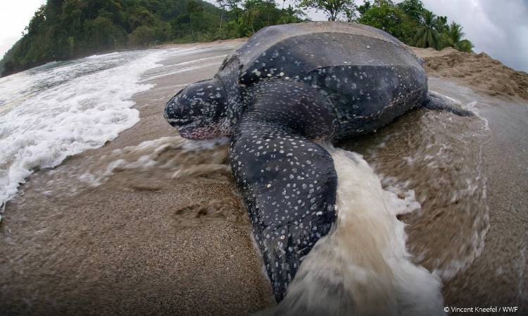 Colombia amplía el área de protección de la tortuga marina más grande del mundo