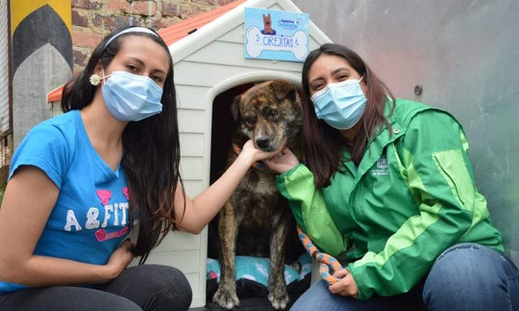 Bogotá tendrá el primer hospital público para mascotas y animales de calle