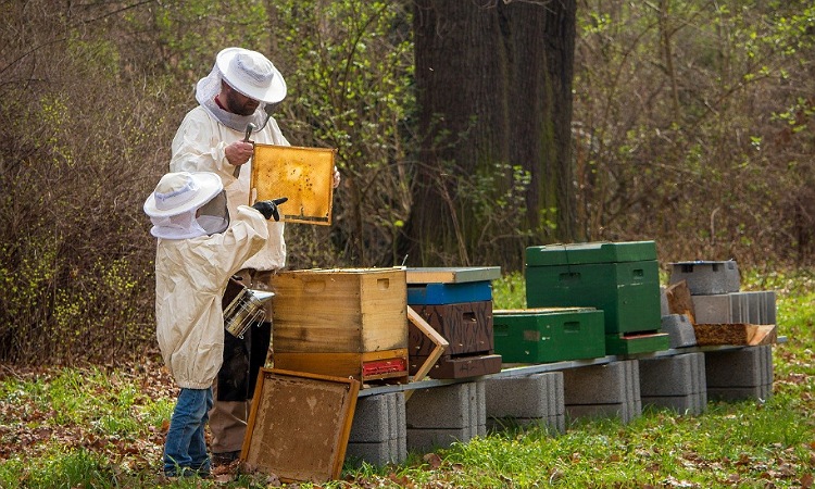 Proyecto que busca proteger a las abejas, a un paso de ser ley de la República