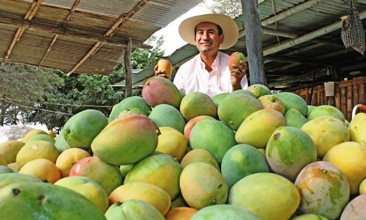 El mango colombiano se suma a los 100 productos agrícolas que se exportan a EE. UU.