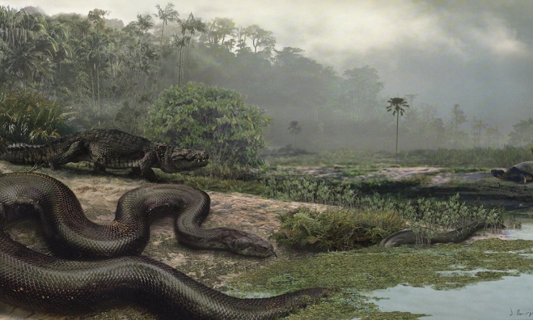 Sabías que la serpiente más grande de la historia, fue descubierta en La Guajira