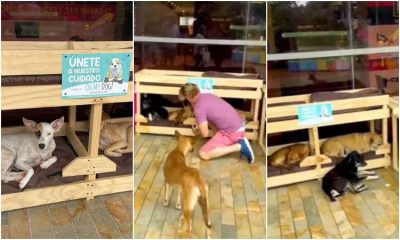 Centro comercial en Cartagena habilitó camas para perros sin hogar