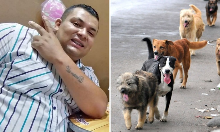 Camionero lleva comida a perritos sin hogar en La Línea ¡Qué buen corazón!