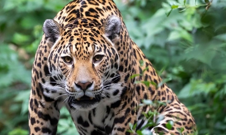 Colombia y sus estrategias para cuidar al jaguar, el felino más grande de América