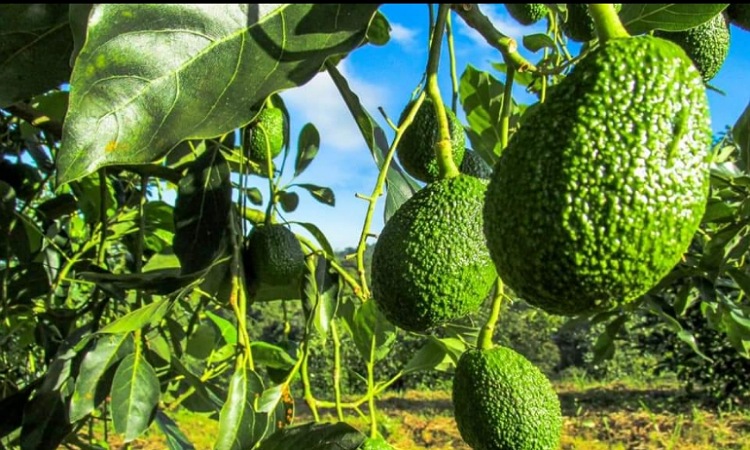 Colombia es el principal exportador de aguacate hacia Europa