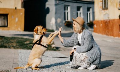 Estudio demuestra que los perros son capaces de distinguir entre varios idiomas