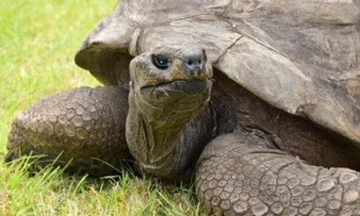 Conoce a ‘Jonathan’, la tortuga más vieja del mundo ¡Tiene 190 años!
